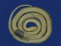 青蛇藏品圖，第8張